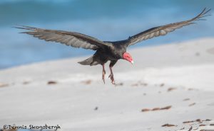 5888 Turkey Vulture (Cathartes aura), Sea Lion Island, Falklands