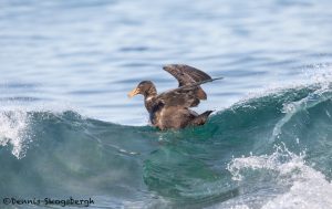 5889 Southern Giant Petrel (Macronectes giganteus), Sea Lion Island, Falklands