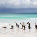 5890 King Penguins, Volunteer Beach, Volunteer Point, Falklands