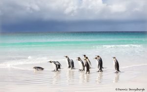 5890 King Penguins, Volunteer Beach, Volunteer Point, Falklands