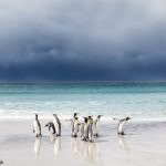 5891 King Penguins, Volunteer Beach, Volunteer Point, Falklands