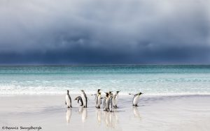 5891 King Penguins, Volunteer Beach, Volunteer Point, Falklands