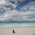 5892 Gentoo Penguin, Volunteer Beach, Volunteer Point, Falklands