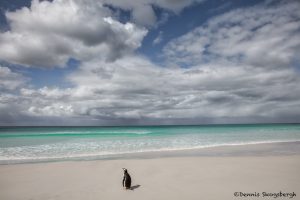 5892 Gentoo Penguin, Volunteer Beach, Volunteer Point, Falklands