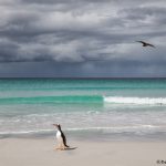 5893 Gentoo Penguin, Volunteer Beach, Volunteer Point, Falklands
