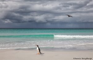 5893 Gentoo Penguin, Volunteer Beach, Volunteer Point, Falklands