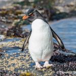 5895 Rockhopper Penguin [Eudyptes (chrysocome) filholi], Saunders Island, Falklands