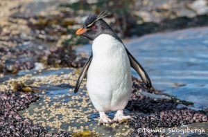 5895 Rockhopper Penguin [Eudyptes (chrysocome) filholi], Saunders Island, Falklands