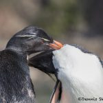 5896 Rockhopper Penguin Pair [Eudyptes (chrysocome) filholi], Saunders Island, Falklands