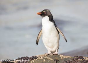 5897 Rockhopper Penguin [Eudyptes (chrysocome) filholi, Saunders Island, Falklands