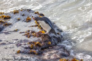 5901 Rockhopper Penguin [Eudyptes (chrysocome) filholi], Saunders Island, Falklands