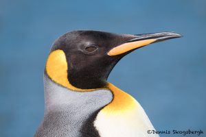 5902 King Penguin (Aptenodytes patagonicus), Volunteer Point, Falkland Islands