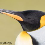 5903 King Penguin (Aptenodytes patagonicus), Volunteer Point, Falkland Islands