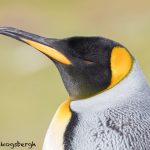 5904 King Penguin (Aptenodytes patagonicus), Volunteer Point, Falkland Islands