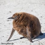 5905 Immature King Penguin (Aptenodytes patagonicus), Volunteer Point, Falkland Islands
