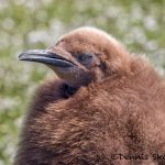 5907 Immature King Penguin (Aptenodytes patagonicus), Volunteer Point, Falkland Islands