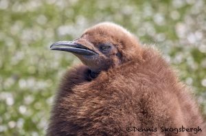 5907 Immature King Penguin (Aptenodytes patagonicus), Volunteer Point, Falkland Islands