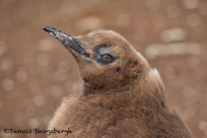 5909 Immature King Penguin (Aptenodytes patagonicus), Volunteer Point, Falkland Islands