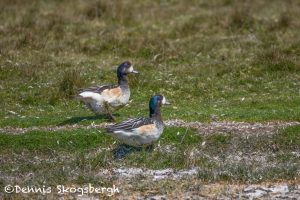 5911 Chiloe Wigeon Pair (Mareca sibilatrix), Volunteer Point, Faulklands