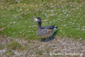 5912 Chiloe Wigeon (Mareca sibilatrix), Volunteer Point, Faulklands