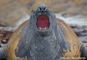 5914 Male Southern Elephand Seal (Mirounga leonina), Sea Lion Island, Falklands
