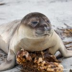 5915 Southern Elephant Seal Weaner (Mirounga leonina), Sea Lion Island, Falklands