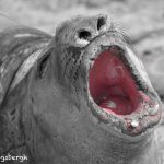 5919 Young Male Southern Elephant Seal (Mirounga leonina), Sea Lion Island, Falklands