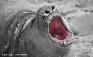 5919 Young Male Southern Elephant Seal (Mirounga leonina), Sea Lion Island, Falklands