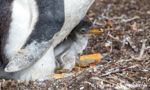 5920 Gentoo Penguin Chick, Sea Lion Island, Falklands