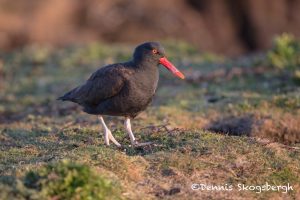 5921 Blackish Oystercatcher (Haematopus ater), Sea Lion Island, Falklands