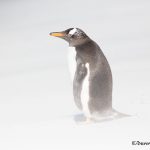 5923 Blowing Sand, Gentoo Penguin, Sea Lion Island, Falklands