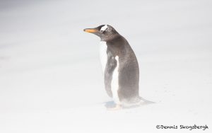 5923 Blowing Sand, Gentoo Penguin, Sea Lion Island, Falklands
