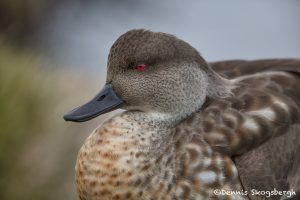 5923 Crested Duck (Lophonetta specularioides), Sea Lion Island, Falklands