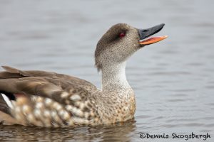 5928 Crested Duck (Lophonetta specularioides), Sea Lion Island, Falklands