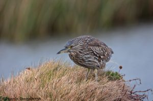 5932 Immature Black-crowned Night Heron (Nycticorax nycticorax), Sea Lion Island, Falklands