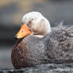 5933 Male Falkland Steamer Duck (Tachyeres brachypterus), Sea Lion Island, Falklands