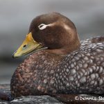 5934 Female Falkland Steamer Duck (Tachyeres brachypterus), Sea Lion Island, Falklands