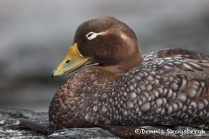 5934 Female Falkland Steamer Duck (Tachyeres brachypterus), Sea Lion Island, Falklands