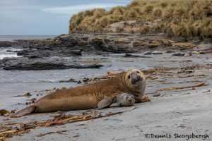 5936 Southern Elephant Seal Pair (Mirounga leonine), Sea Lion Island, Falklands