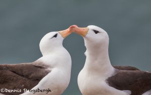 5937 Black-browed Albatross Pair (Thalassarche melanophris), Saunders Island, Falklands