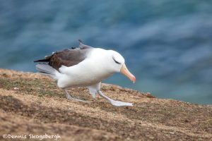 5938 Black-browed Albatross (Thalassarche melanophris), Saunders Island, Falklands