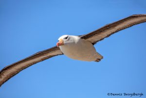 5939 Black-browed Albatross (Thalassarche melanophris), Saunders Island, Falklands