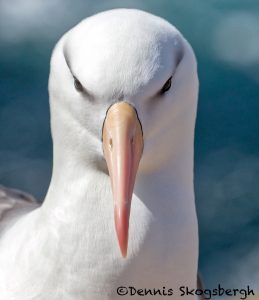 5940 Black-browed Albatross (Thalassarche melanophris), Saunders Island, Falklands