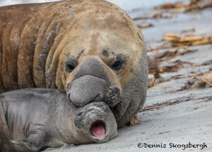 5942 Southern Elephant Seal Pair (Mirounga leonine), Sea Lion Island, Falklands