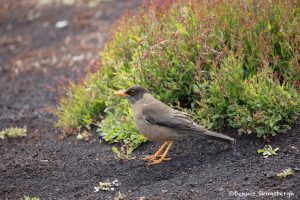 5944 Austral Thrush (Turdus falcklandii), Sea Lion Island, Falklands