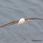 5948 Black-browed Albatross (Thalassarche melanophris), Saunders Island, Falklands