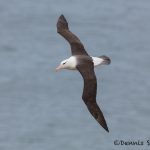 5949 Black-browed Albatross (Thalassarche melanophris), Saunders Island, Falklands
