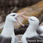 5953 Black-browed Albatross (Thalassarche melanophris), Saunders Island, Falklands