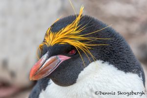 5955 Macaroni Penguin (Eudyptes chrysolophus), Saunders Island, Falklands