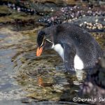 5957 Rockhopper Penguin [Eudyptes (chrysocome) filholi], Saunders Island, Falklands